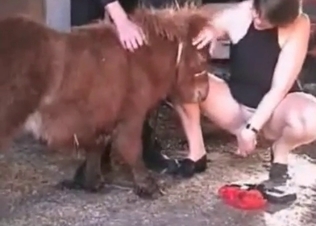 Wife and pony fuck in bestiality mode