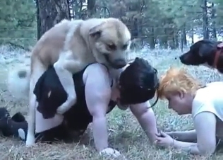 Dogs and BBWs zoophiles have nice animality XXX