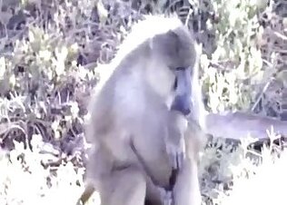 Zoo Zoo Animal Porn Sex